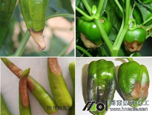 ��������ȱ�}���F