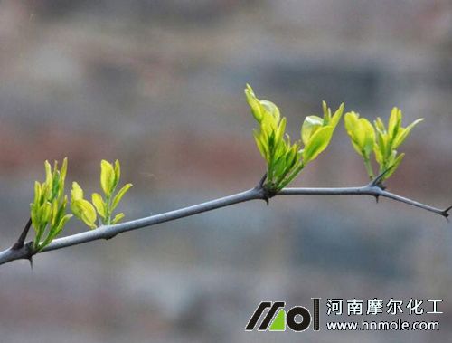 ����lѿ��׷��