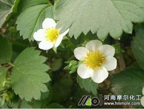 ��ݮ��ǰ��׷ʩˮ�ܷ�