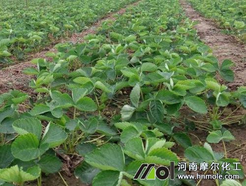 ��ݮ�л���׷ʩˮ�ܷ�