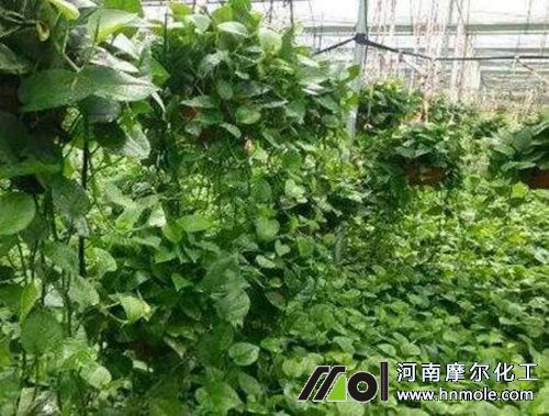 �������Lǰ��ʩ��