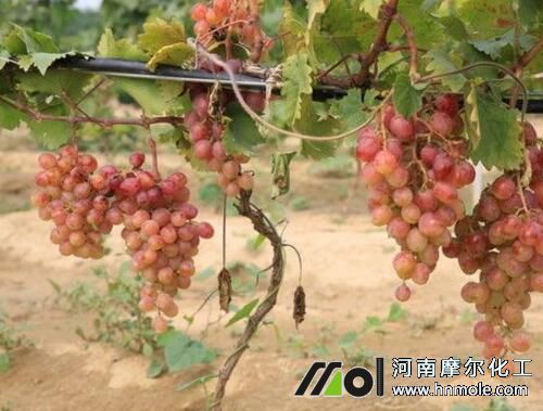 ���������ɫ��ʩ��