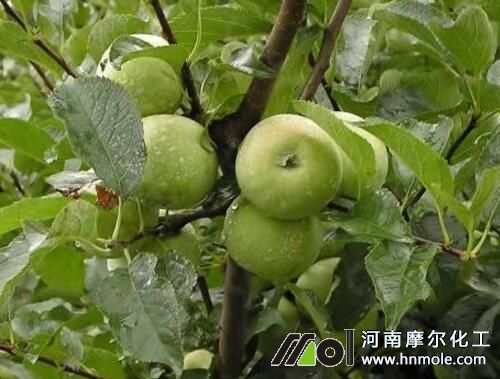 盛果期蘋(píng)果樹(shù)用肥 盛果期蘋(píng)果樹(shù)用肥