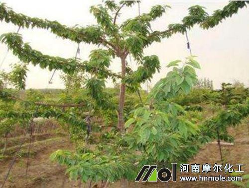 ���Ҳ�ժ��ʩ��