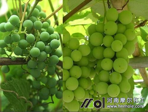 ���ѽY����ʩ��