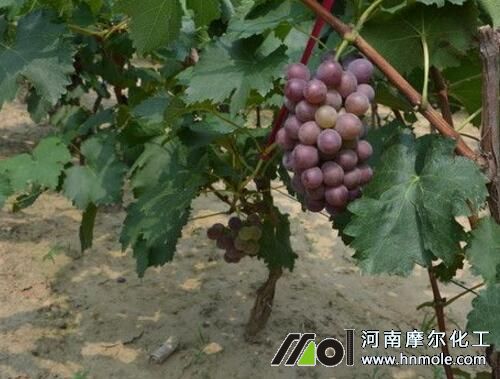 Ӱ������Dɫ������