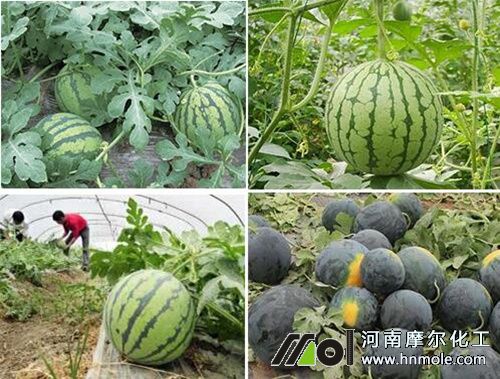 西瓜膨果肥選擇 西瓜膨果肥選擇