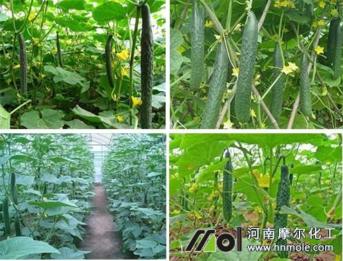 �S�ϼ��^ʩ�ʷ���