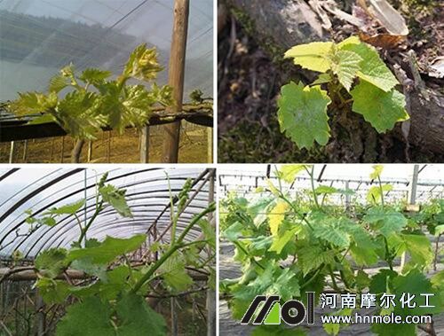 ���Ѱlѿ��׷��