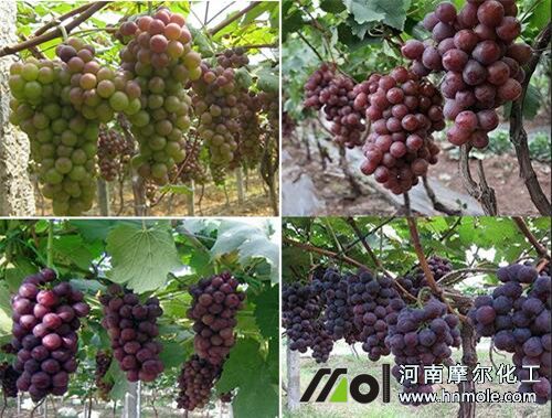 ���ѳ�����׷��