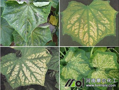 �S��ȱ�V�S�~