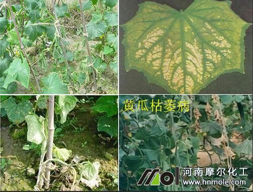 �S�Ͽ�ή���Y��