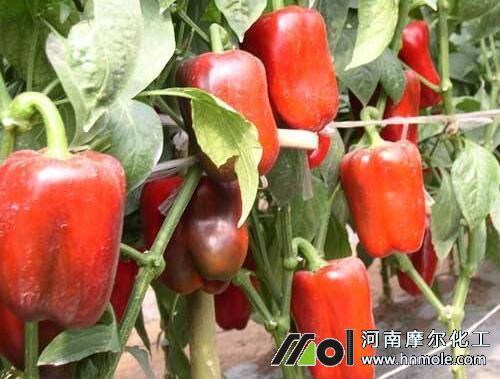 �ʽ��Nֲʩ�ʹ������g