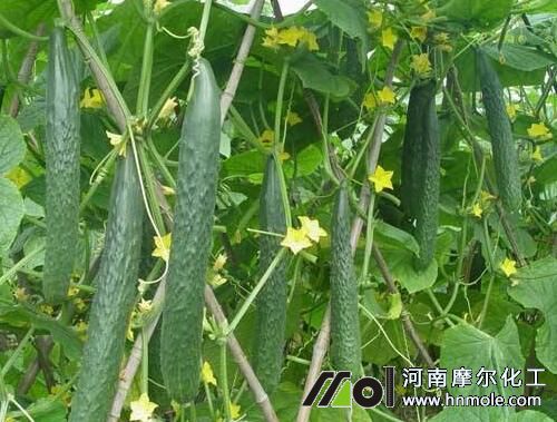 �S�ϸ߮aʩ�ʷ���