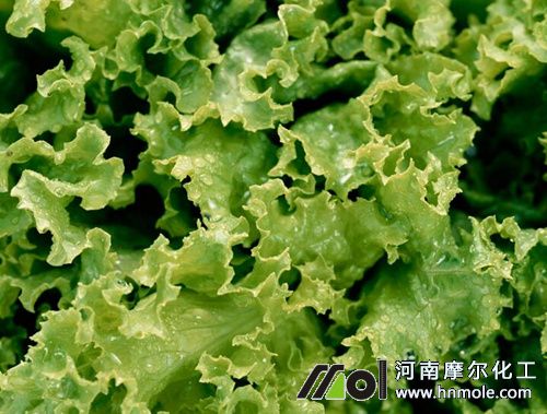 生菜科學施肥方法 生菜科學施肥方法