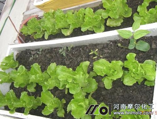 生菜水溶肥用法 生菜水溶肥用法