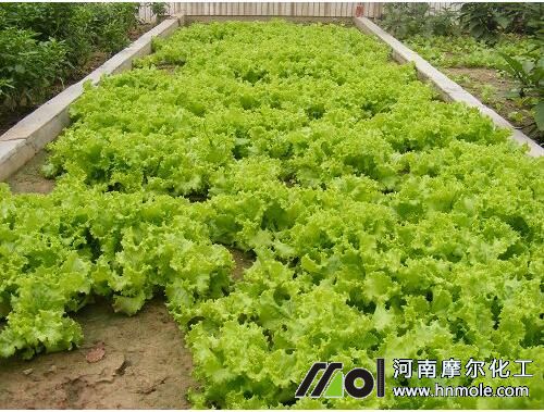 生菜缺素癥狀及防治 生菜缺素癥狀及防治