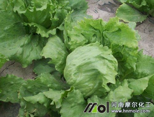 ���˷Nֲ���g