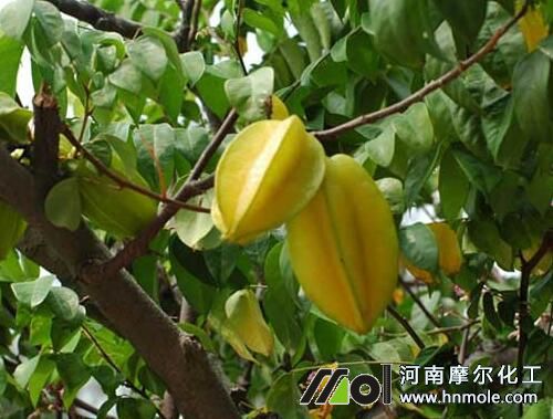 楊桃水溶肥用法用量 楊桃水溶肥用法用量