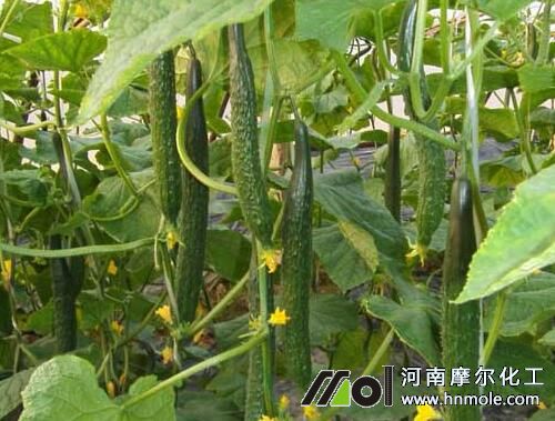 �S�ϽY����׷�ʹ���