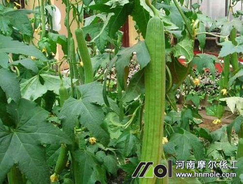 絲瓜施肥方法 絲瓜施肥方法