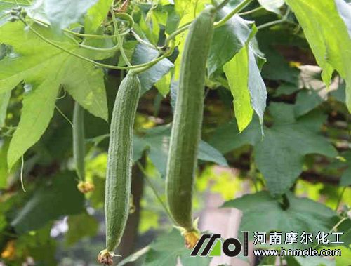 絲瓜水溶肥用法用量 絲瓜水溶肥用法用量