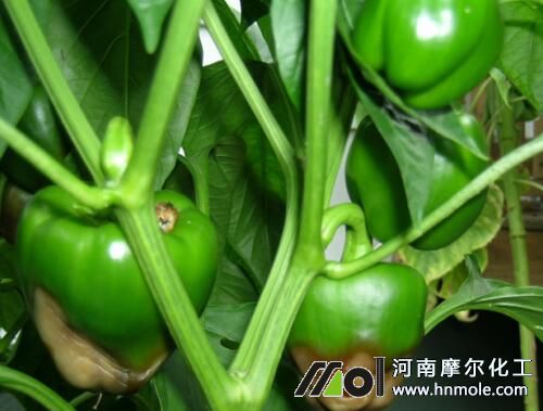 ����ȱ�}�������F(xi��n)