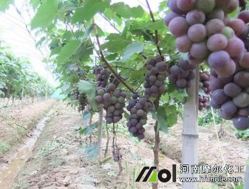 ������ɫ��ʩ��