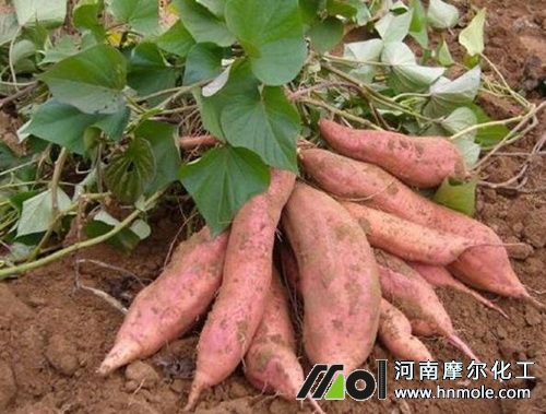 �t��������c