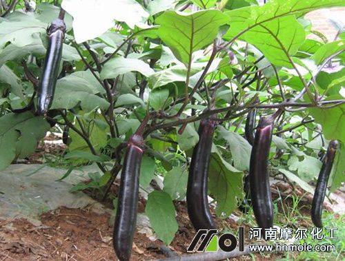 �Nֲ������ʲô��