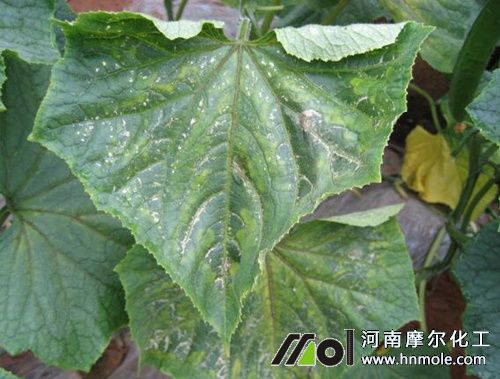 �S��ȱ���~�ӱ��F