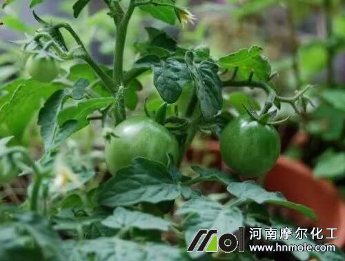 ���t��������ԭ��