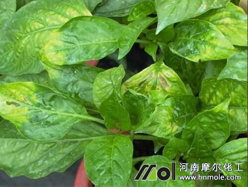 ����ֲ��ȱ�}