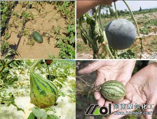 西瓜個(gè)頭小不甜原因 西瓜個(gè)頭小不甜原因
