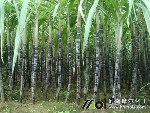 ����ʩʲô���L�ø�