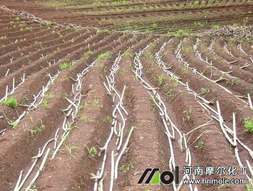 ����NֲҪ��