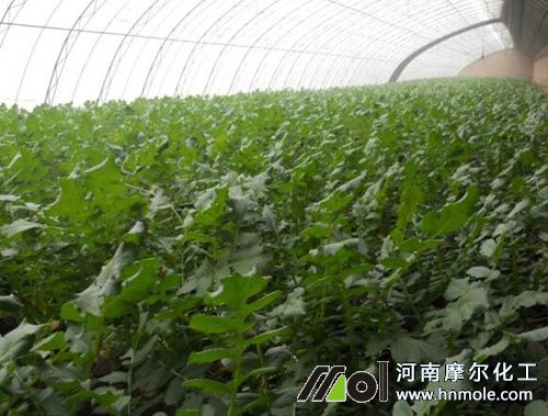 冬季蔬水溶肥方法 冬季蔬水溶肥方法