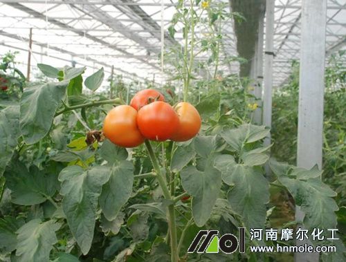 西紅柿需肥特點 西紅柿需肥特點