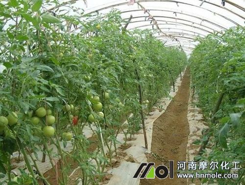 西紅柿坐果后施肥 西紅柿坐果后施肥