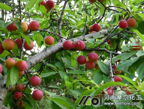 李子樹施肥策略 李子樹施肥策略