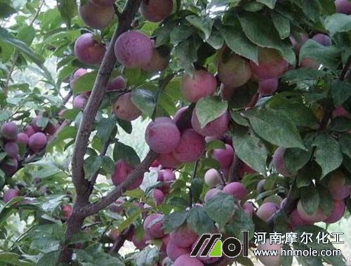 李子樹種植管理 李子樹種植管理