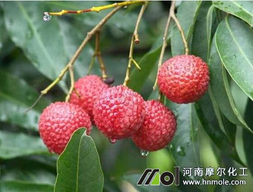 ��֦������c