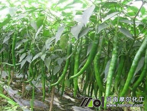 ����������ʲô���Ϻ�