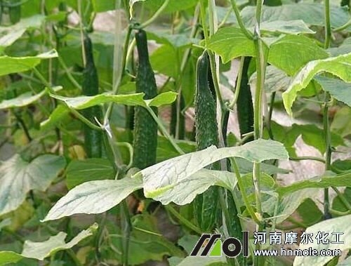 �S���������