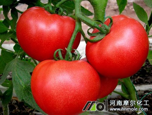 ���t�����[�T