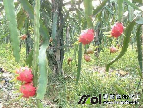 火龍果需肥特點 火龍果需肥特點