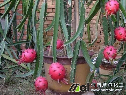 火龍果水溶肥用法 火龍果水溶肥用法