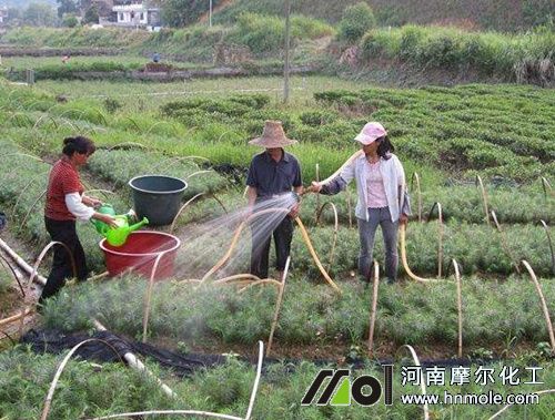 高溫多雨施肥方法 高溫多雨施肥方法