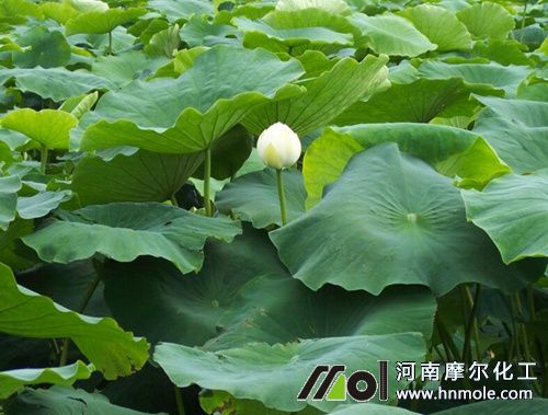 蓮藕水溶肥用法 蓮藕水溶肥用法