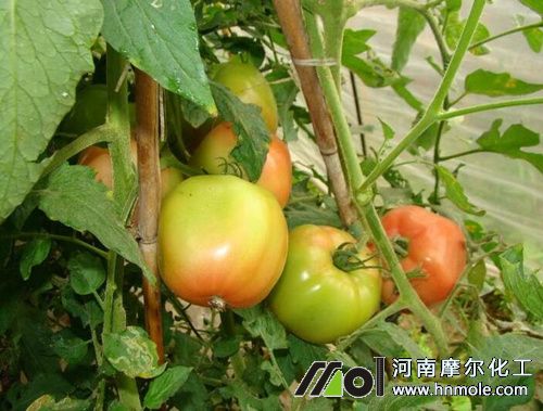 ���t��������÷�